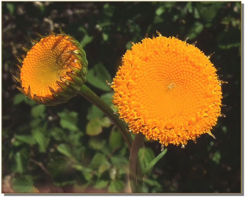 Cotula coronopifolia / Margherita sudafricana